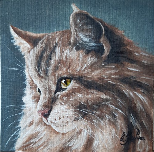 Maine coon cat original oil - maine,