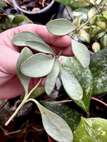 Rare hoya nummularoides silver - nummularoides,