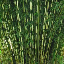 Umbrella bamboo fargesia - bamboo,