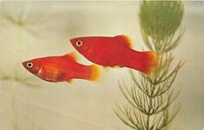US51 animals fish Blood Red Platies postcard