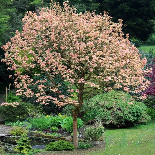 Acer pseudoplantus - 1,
