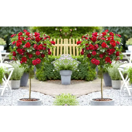 Red standard flowering - red,
