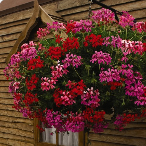 Geranium balcon mix - t&m, mix'