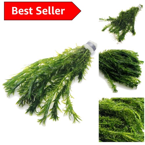 Live elodea densa - 10, stems