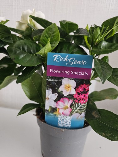 Gardenia jasminoides crown - gardenia,