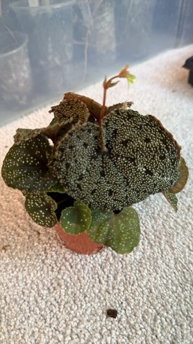 Begonia curtisii galaxy pot - curtisii, galaxy,