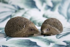 Pair Of Resin Garden Hedgehogs Ornaments - Outdoor Or Indoor Use