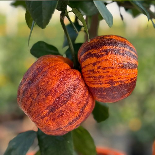 Rainbow orange citrus tree - rainbow,