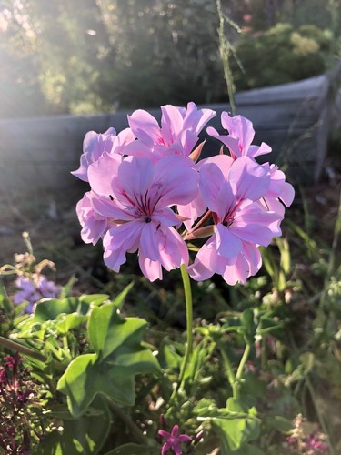 Lavender pelargonium peltatum - pelargonium,