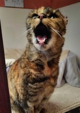 £1 TO HELP WITH OUR RESCUES -