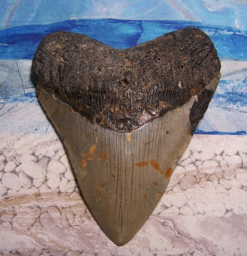 Megalodon shark tooth - megalodon, 5"