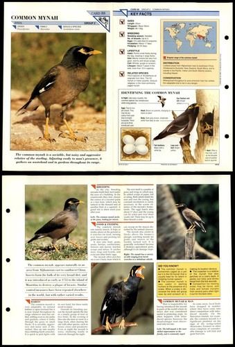 Common mynah birds - mynah,