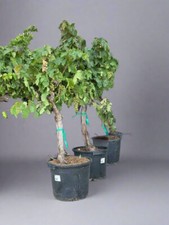 Grape Vine Trees for Sale