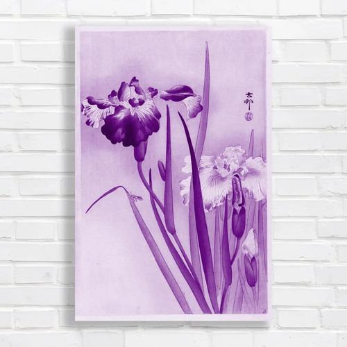 Japanese iris botanical nature - japanese,