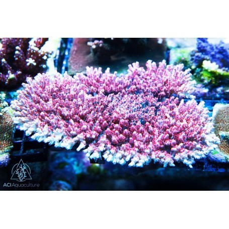 Aci cultured pink panther - cultured,