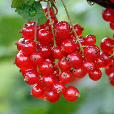 Redcurrant Rondom | Ribes Rubrum Fruit Bushes Outdoor Fruit Plants Garden Ready