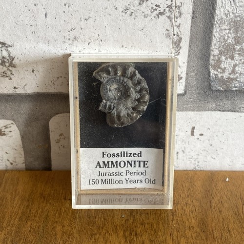 Fossilised ammonite - 🔥,