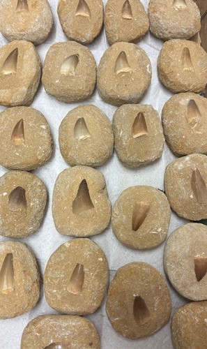 Genuine mosasaur teeth - mosasaur,