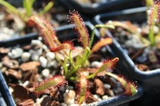 Drosera capensis Sundews. PEAT