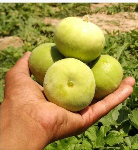 Tinda hybrid - (apple, gourds)