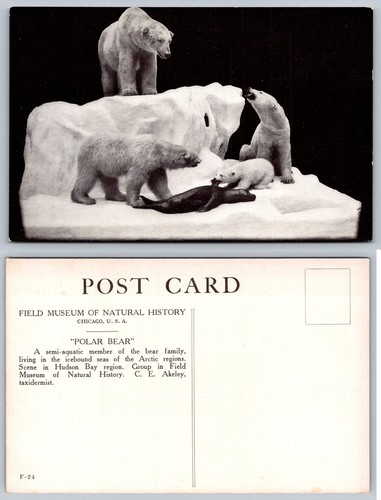 Field museum chicago polar - field,