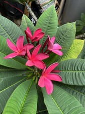 Multi Tip Plumeria Rubra Frangipani.  All Uk Grown From Seeds, Not From Cuttings