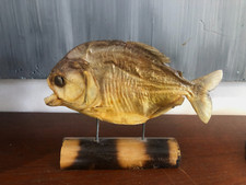 CABINET OF CURIOSITY "PYRANHA"