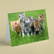 Five cute kittens sitting on