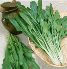 1000 + Italian Dandelion Catalogna Emerald Endive Seeds NON-GMO (Bulk Available)