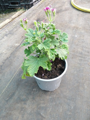 Pelargonium unknown - pelargonium,