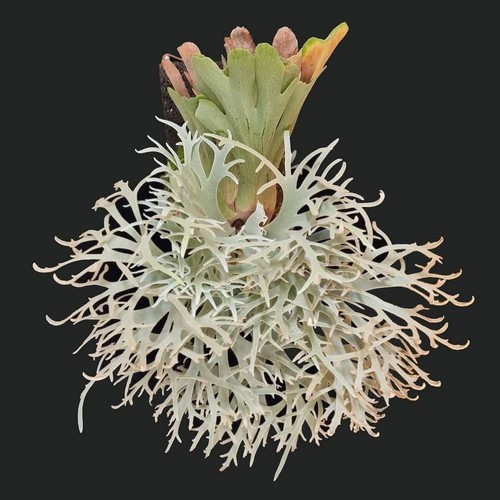 Platycerium willinckii - 🌿,
