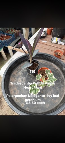 Tradescantia pallida purple - pallida,