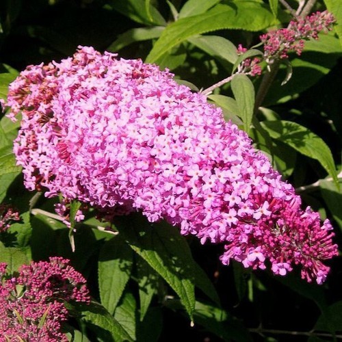 Buddleia davidii pink - 1,