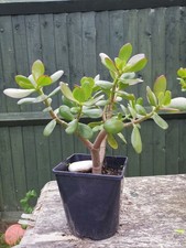 Large Money Plant Jade 35x30cm