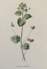 Antique Print 1900 Hulme