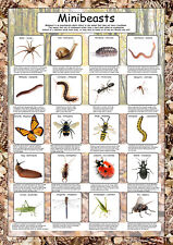 Minibeast Poster paper laminated A2