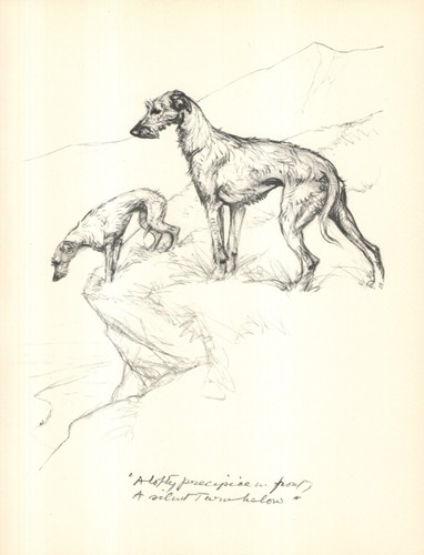 Antique scottish deerhound - antique,