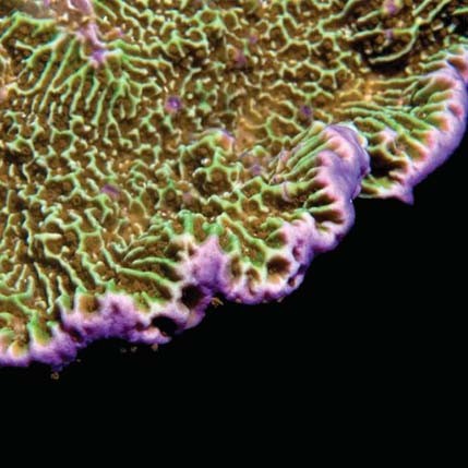 Aquacultured confusa montipora - aquacultured,