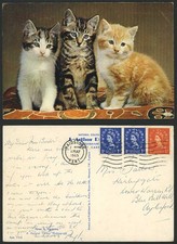 3 Beautiful Kittens Cats