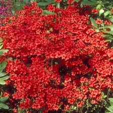 1 X AZALEA 'GEISHA RED'