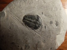 Small Trilobite fossil on