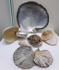 Collection of 7 Vintage Sea Shells - CG H73