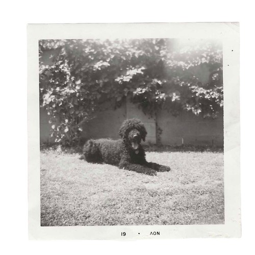 Vintage snapshot photo black - photo,