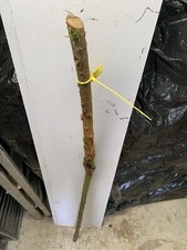 Seasoned Blackthorn SHANK