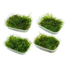 Tropica Aquarium Plant Moss in Portion - Java Weeping Spiky Christmas Moss