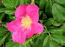 Photo 6x4 Dog rose, Belfast (June 2014) Beal Feirste One of many dog rose c2014