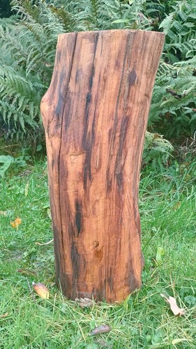 Tree stump stool rustic flower