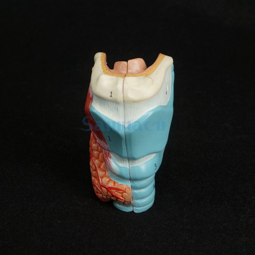 Human larynx anatomical - larynx, model