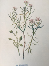 Sea Sandspurry | Antique 1902 Botanical Print by F.E. Hulme | British Flora
