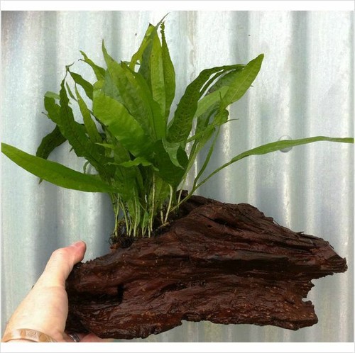 Java fern microsorium pteropus - java,